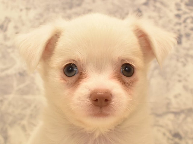 千葉県のチワワ(ロング) (ペッツワン幕張店/2024年3月29日生まれ/女の子/ホワイト)の子犬
